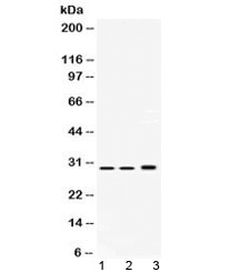 PSMA1 Antibody