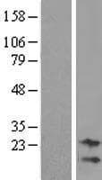 C9orf95 / NRK1 Protein (Over-Expression Lysate Myc-DDK (Flag))