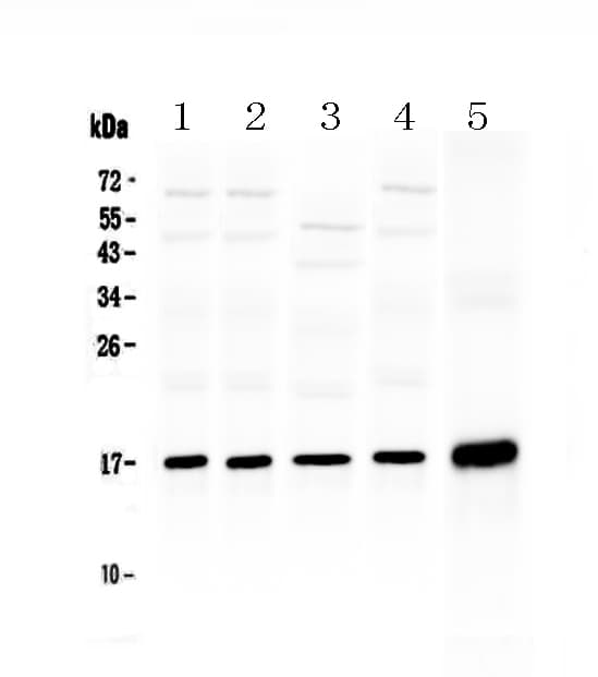HSPB6 / HSP20 Antibody