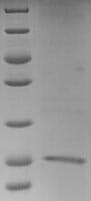 Human LDHC / Lactate Dehydrogenase C Protein (Recombinant 6His-SUMO, N-terminus)