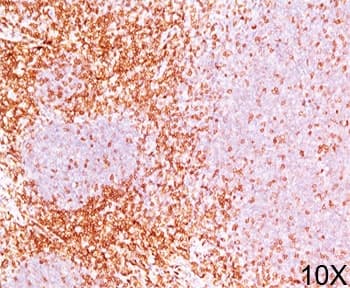 CD6 Antibody (clone 3F7B5, Ready-to-Use)