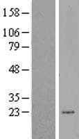 CSA / ERCC8 Protein (Over-Expression Lysate Myc-DDK (Flag))