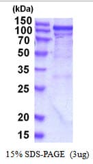 Human ERBB3 / HER3 Protein (Recombinant His)
