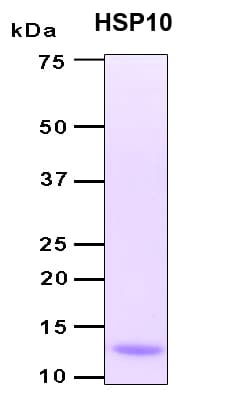 Human HSP10 / Cpn10 / Chaperonin 10 Protein (Recombinant 6His, C-terminus)