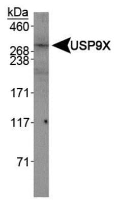 USP9X / FAM Antibody
