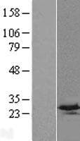 C4orf33 Protein (Over-Expression Lysate Myc-DDK (Flag))