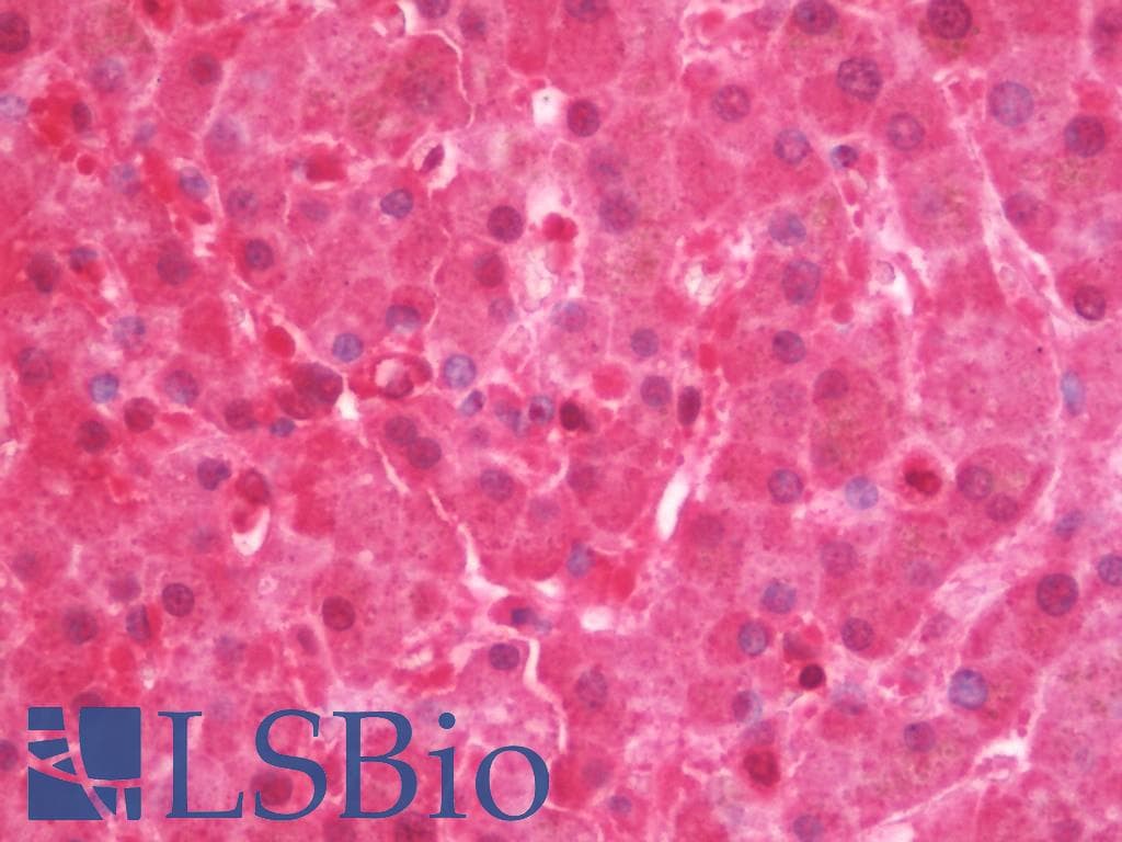 IHC-plus™ PPP4C Antibody