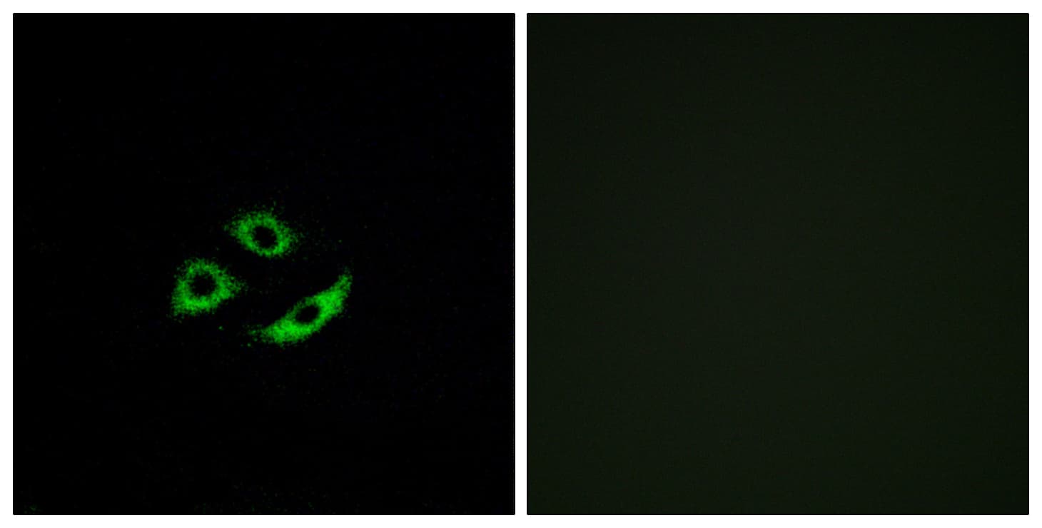 OR4C12 Antibody (aa260-309)