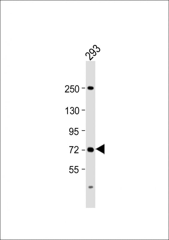 SLC6A19 Antibody (C-Terminus)