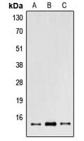 POLR2I Antibody (Internal)