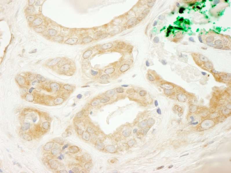 Polyclonal Rabbit anti-Human ARFGEF2 / BIG2 Antibody (aa300-350, IHC, WB)