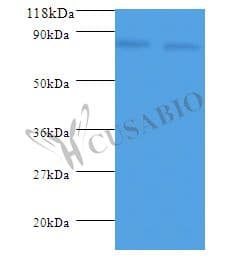 LDC / Lysine Decarboxylase Antibody (aa1-713)