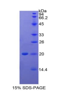 Dog IL-1B / IL-1 Beta Protein (Recombinant His, N-Terminal)