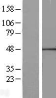 CANT1 Protein (Over-Expression Lysate Myc-DDK (Flag))