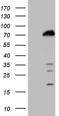 POLA2 / DNA Polymerase Alpha 2 Antibody (aa1-284, clone OTI3F2)