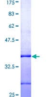 Human BAK1 / BAK Protein (Recombinant GST, N-terminus)