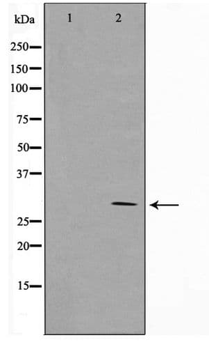 MRRF Antibody