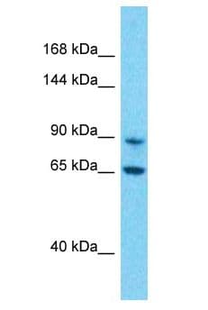 PRSS36 Antibody (aa4-53)