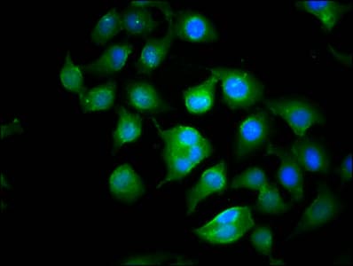 CYFIP1 Antibody