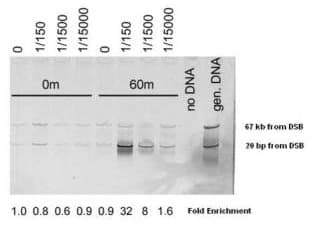 Polyclonal Rabbit anti-Saccharomyces cerevisiae MRE11A / MRE11 Antibody (WB)