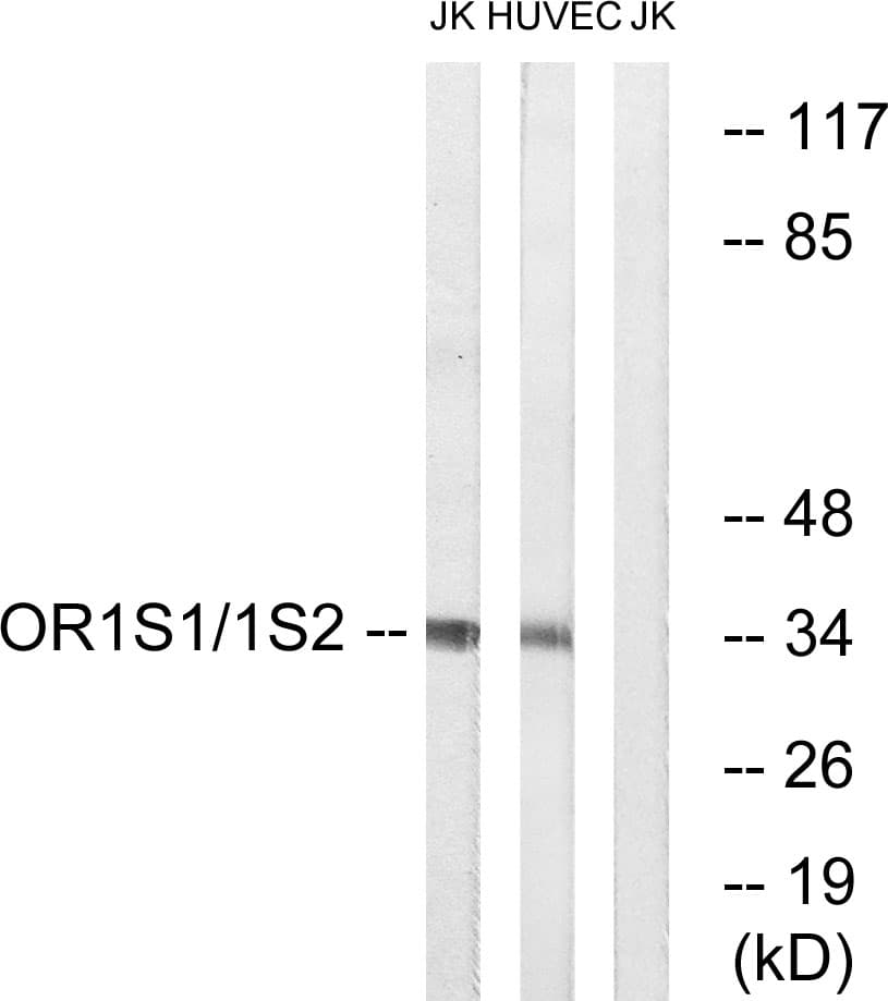 Polyclonal Rabbit anti-Human OR1S1+2 Antibody (C-Terminus, WB)