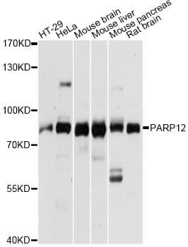 PARP12 Antibody