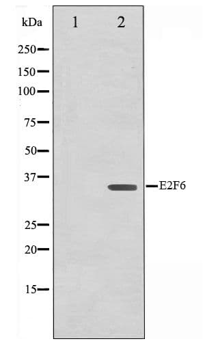 E2F6 Antibody