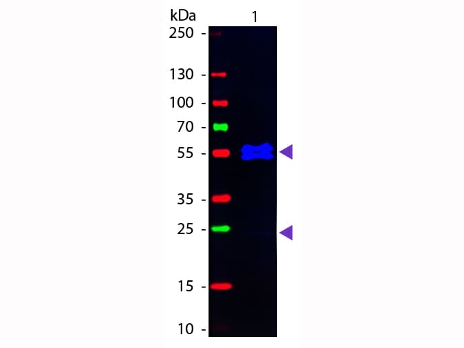 Goat Anti-Mouse IgG1 Secondary Antibody (FITC)