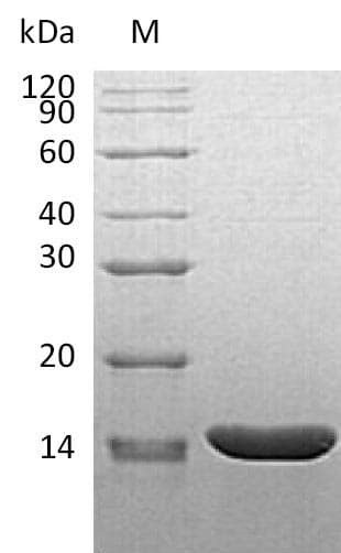 Mouse TNF Alpha Protein (Recombinant)