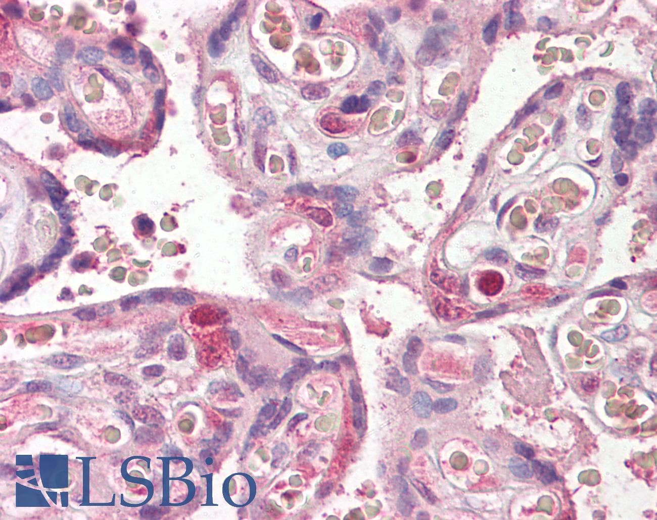 IHC-plus™ FANCE Antibody (aa235-247)
