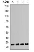 HMG1 / HMGB1 Antibody (Internal)