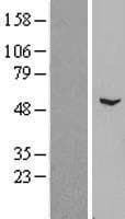 ZNF436 Protein (Over-Expression Lysate Myc-DDK (Flag))