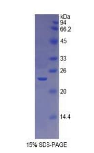 Dog HLA-DRA Protein (Recombinant His)