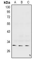 GJC3 / GJE1 Antibody
