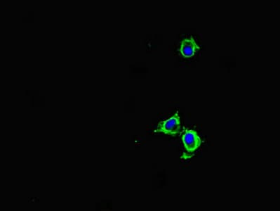 RAC1 Antibody