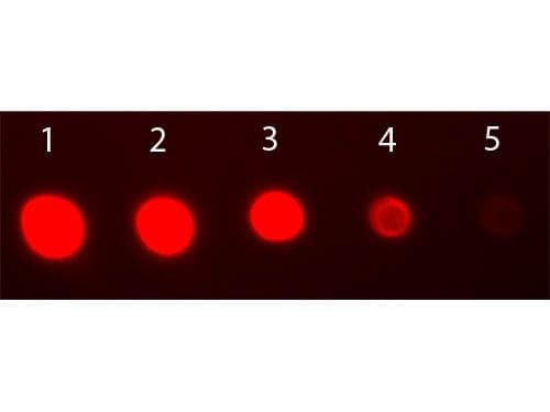 Goat Anti-Rabbit IgG Fab'2 Secondary Antibody (FITC)