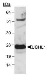 UCHL1 / PGP9.5 Antibody (Internal, Biotin)