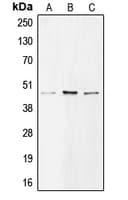 BMP8A Antibody (C-Terminus)