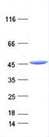 Human IDH1 / IDH Protein (Recombinant DDK,C-terminus)