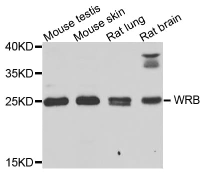 WRB Antibody