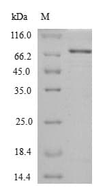 Escherichia coli htpG Protein (Recombinant)