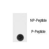 Sprouty 4 / SPRY4 Antibody (phospho-Tyr75)