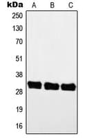 MYF5 / MYF 5 Antibody (Internal)