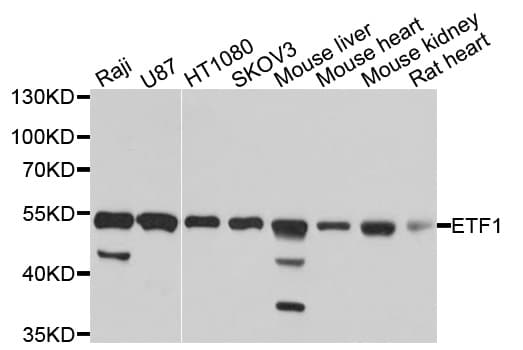 ETF1 / ERF1 Antibody