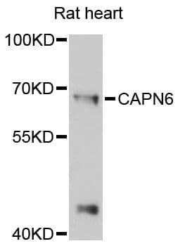 CAPN6 / Calpain 6 Antibody