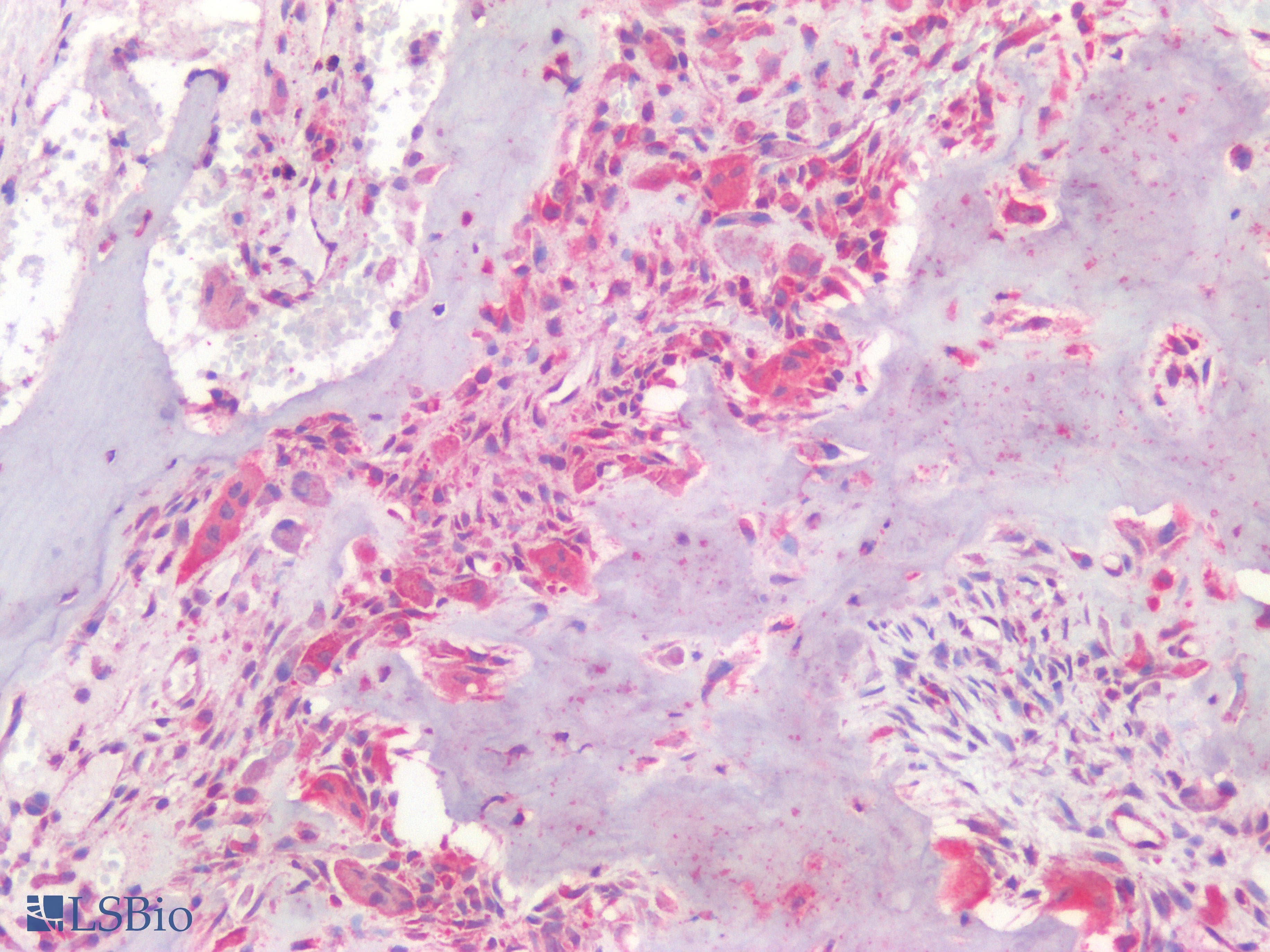 PathPlus™ Osteocalcin Antibody