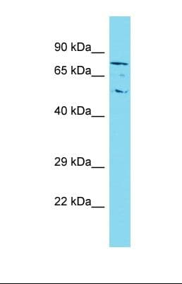 TBC1D23 Antibody (C-Terminus)