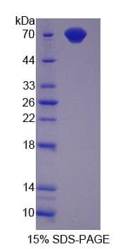 Rabbit CD4 Protein (Recombinant His-GST)