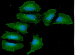 Monoclonal Mouse anti-Human ANGPTL3 Antibody (clone AT23D8, WB)