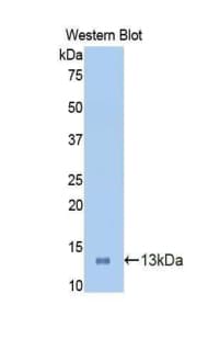 IDO1 / IDO Antibody (aa106-190)